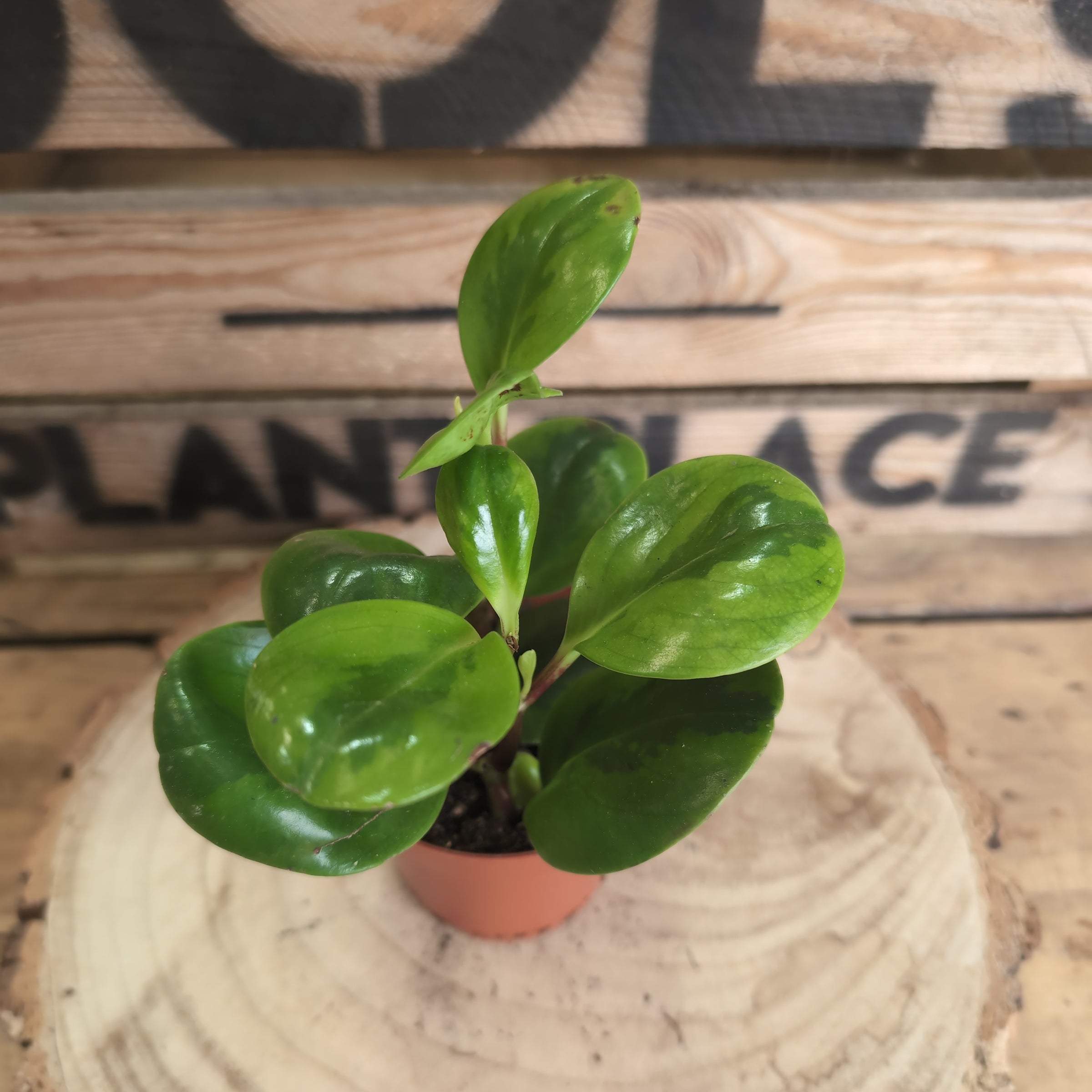 Peperomia Obtusifolia - 'Baby rubber plant' (9cm) | Joe's Plant Place